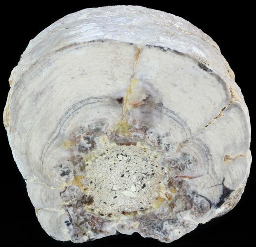 Wide Stromatolite Covered Petrified Wood Limb - California #47061